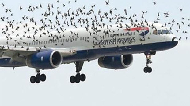  Cục hàng không đề xuất đầu tư 1.000 tỉ đồng cho dự án đuổi chim