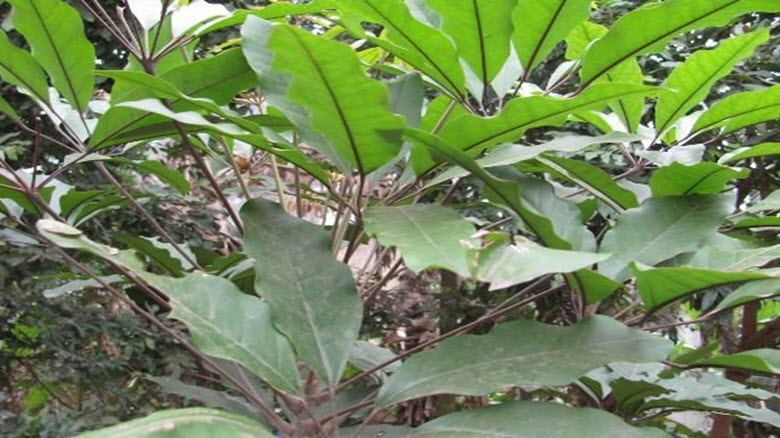 Canh lá đắng, đặc sản xứ Mường Thanh