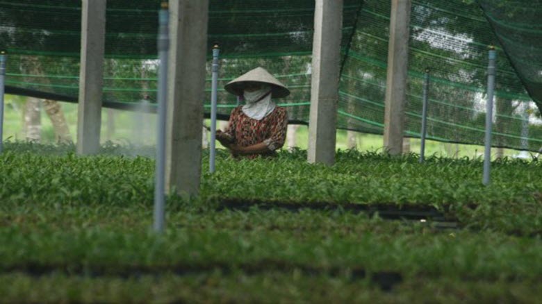  Nông nghiệp hướng tới tái cơ cấu