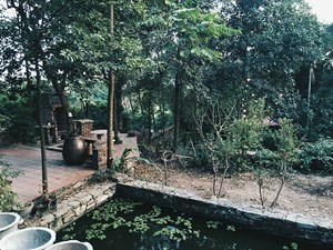 Homestay Jungle House Bắc Ninh