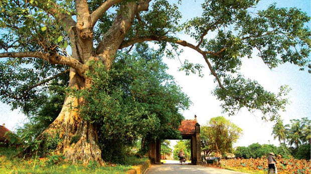 Mông Phụ - Biểu tượng truyền thống của làng quê Việt