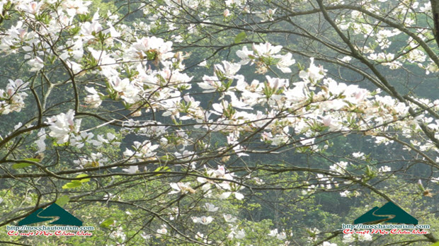 Lãng du giữa rừng ban Châu Mộc