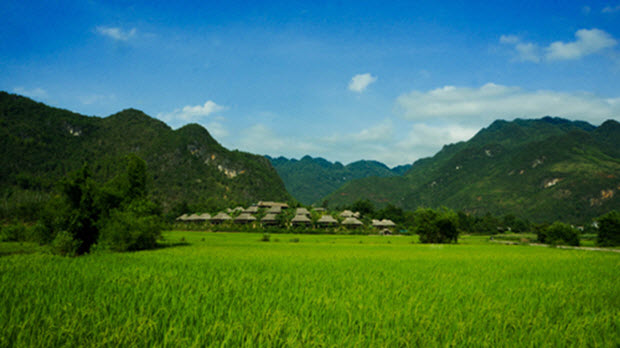 Mai Châu trong mùa lúa trổ đòng