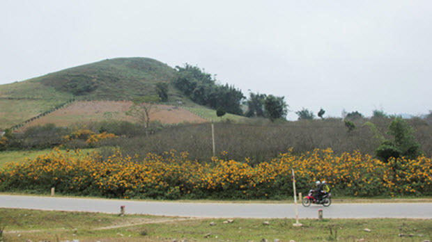 Mê hoặc cung đường dã quỳ vàng Mộc Châu