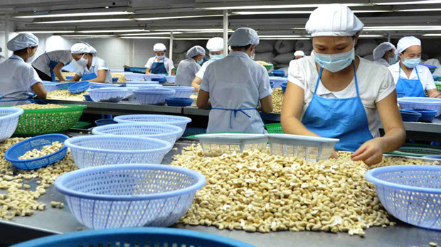  Đẩy mạnh xuất khẩu điều: Đầu tư cho chế biến sâu