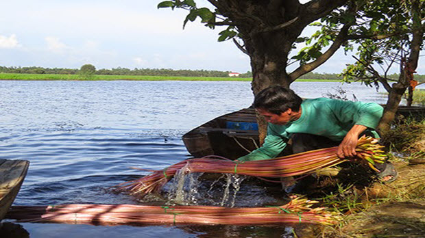 Tràm Chim: Lý thú du lịch trải nghiệm mùa nước nổi