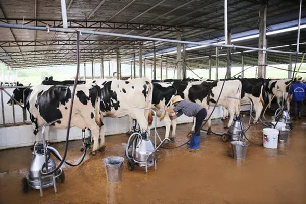 Vị thế của “ông lớn” ngành sữa Việt