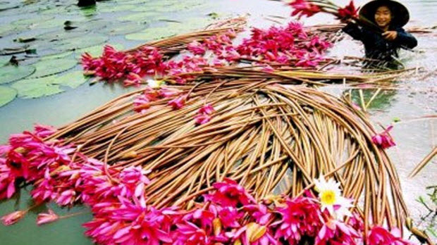  Đến An Giang, thưởng thức các món ăn từ bông súng