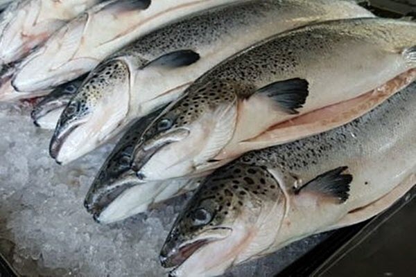 Cá hồi giảm giá sâu