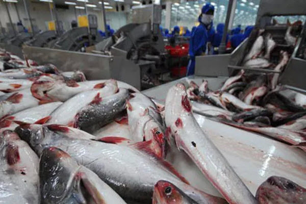 Cá tra Việt Nam lại thênh thang đường vào Mỹ