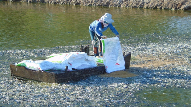 Tiền Giang: Sản lượng cá tra tăng