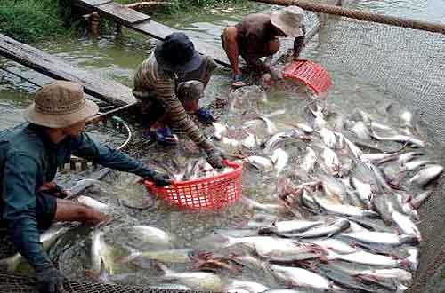 Nông dân vẫn ngại thả nuôi dù cá tra tăng giá