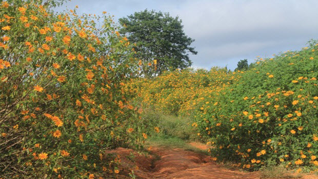 Các điểm rực vàng sắc hoa dã quỳ ở Đà Lạt