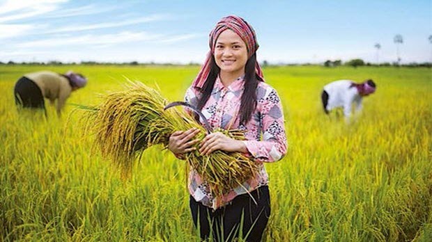 Nghĩ mà đau khi gạo Việt thua gạo Campuchia