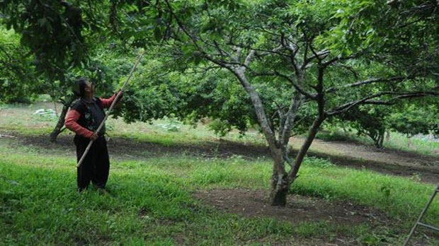  Tháng 5 lên Mộc Châu trẩy mận