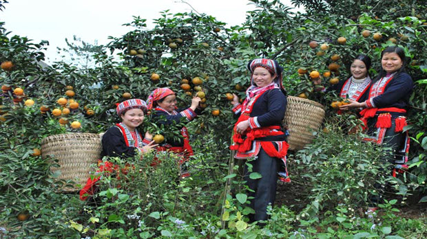 Cam sành Hà Giang: Góp phần thay đổi bộ mặt nông thôn
