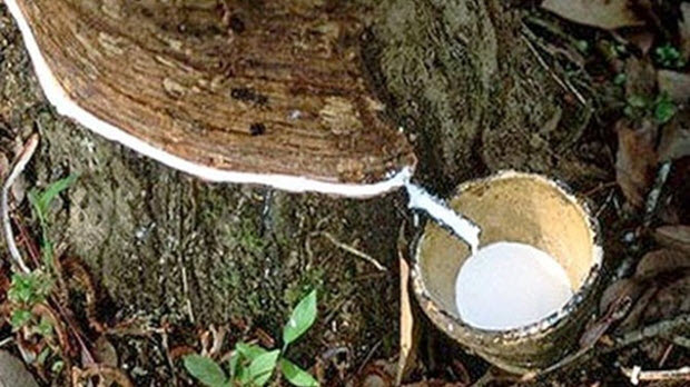 Tập đoàn Cao su: Lợi nhuận chủ yếu từ bán gỗ, vọn vẻn 4% đến từ cao su