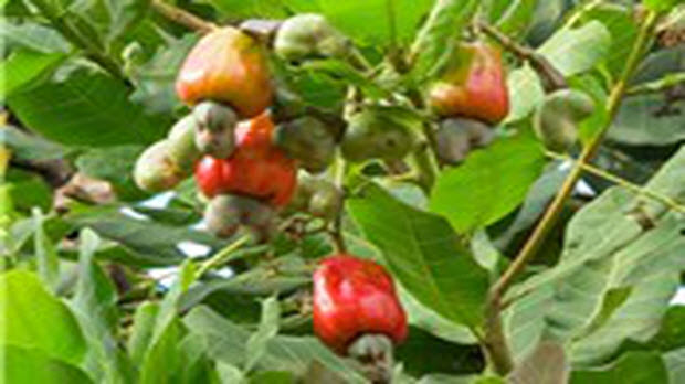 Xuất khẩu điều của Việt Nam tăng 18,3% giá trị sau 11 tháng