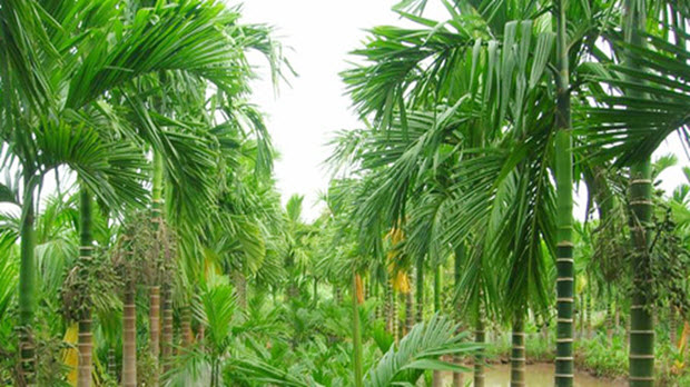 Săn lùng cau non xuất đi Trung Quốc