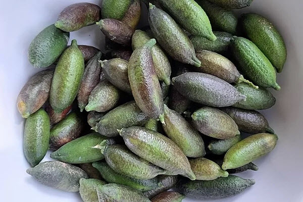 2 triệu đồng một kg chanh ngón tay