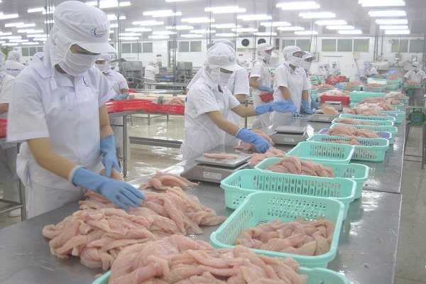 Đã có chương trình kiểm soát ATTP cá tra xuất khẩu sang Mỹ