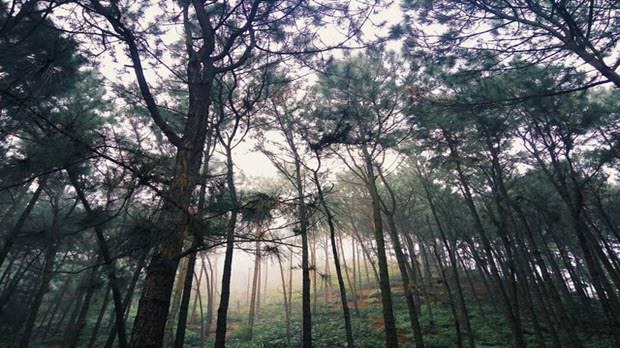 Check-in nơi được mệnh danh là “nóc nhà của Thủ đô”, đẹp không kém Đà Lạt