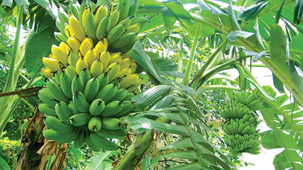  Kon Tum: 70,3 tỷ đồng tạo vùng nguyên liệu chuối xuất khẩu công suất 15.000 tấn/năm