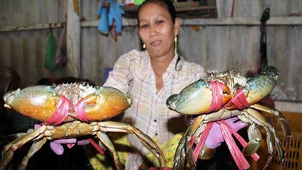 Trung Quốc giảm mua, cua biển Cà Mau lại rớt giá