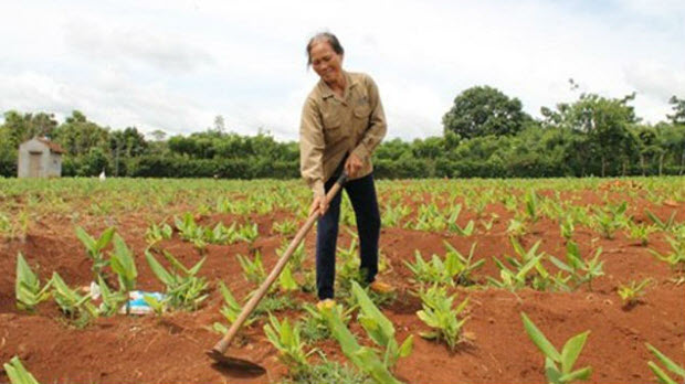 Đắk Lắk bỏ nghệ đầy đồng vì giá xuống thấp