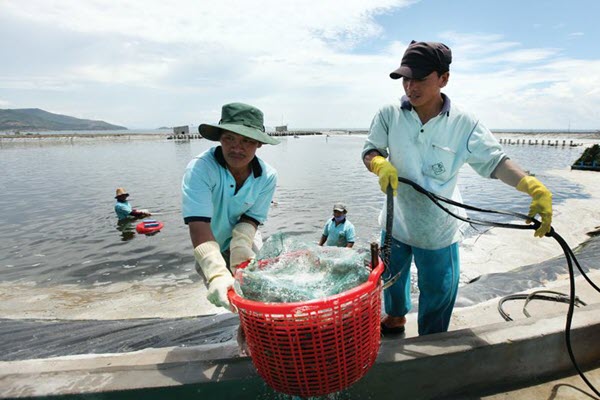 Đầu tư lớn vào nuôi trồng, chế biến thủy sản
