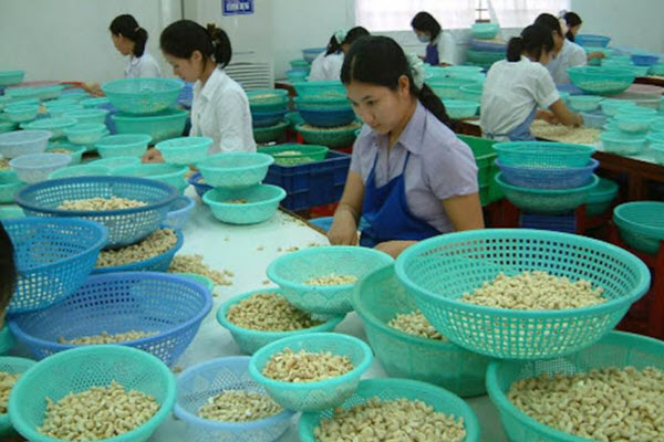 Nông dân khóc ròng vì tiêu, điều rủ nhau rớt giá thê thảm