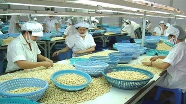  Ngành điều và nghịch lý nhập khẩu nguyên liệu để chế biến