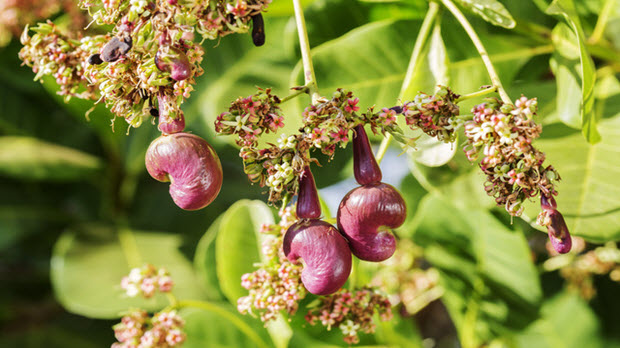  Giải pháp nào để ngành điều “bứt phá”?