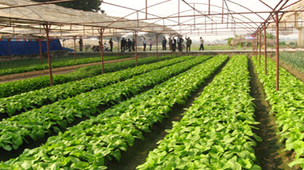  Dự án nông nghiệp công nghệ cao tại TP.HCM chậm lớn