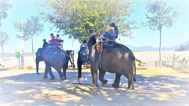 Voi bị thương vẫn oằn lưng chở khách, bao giờ chấm dứt du lịch cưỡi voi?
