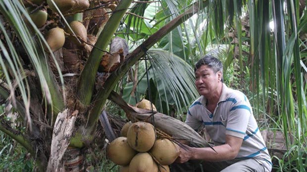 Làm giàu từ cây dừa Mã Lai