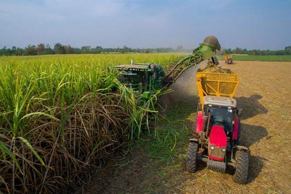 Chính thức mở cửa thị trường đường từ đầu năm 2020