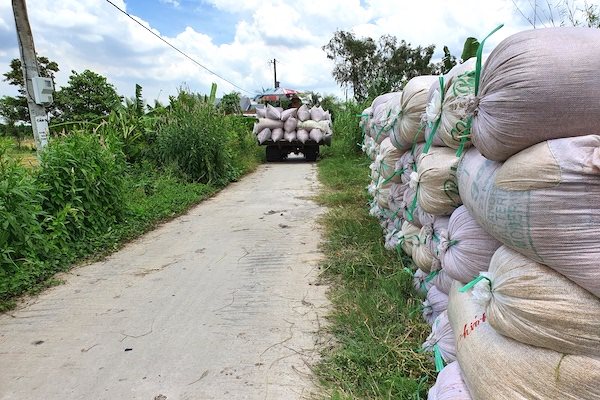 Lượng và giá xuất khẩu gạo giảm, giá nội địa cũng ‘bốc hơi’ mạnh