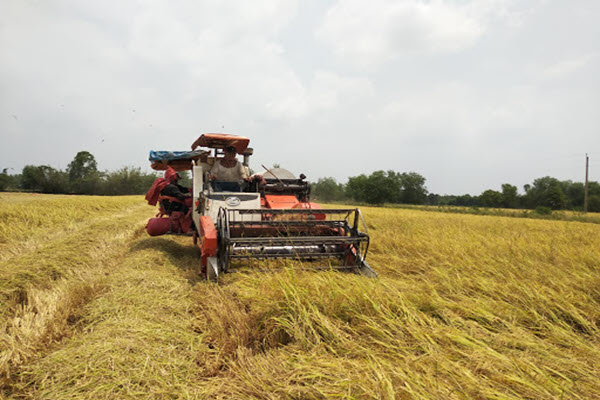 Trung Quốc tăng mua gạo từ Việt Nam, có nên tăng lượng xuất khẩu?