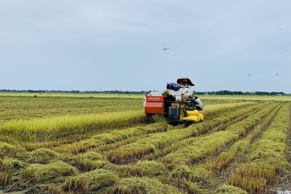 Biến gạo thành hạt ngọc trời để vươn lên số 1 thế giới