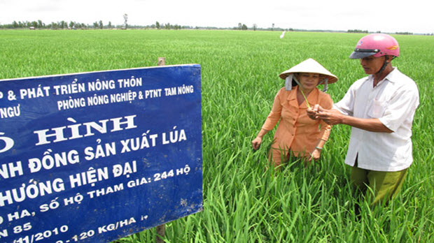 Xuất khẩu gạo khó về đích