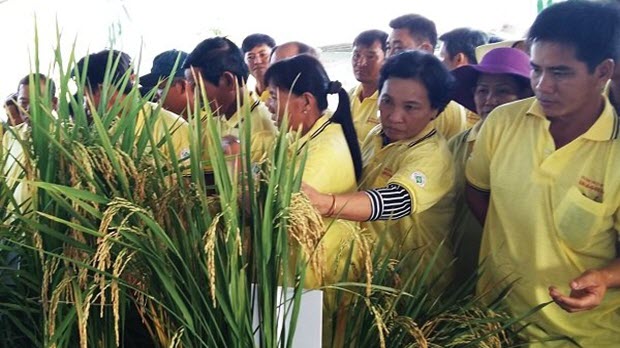  Lạc quan thị trường xuất khẩu gạo