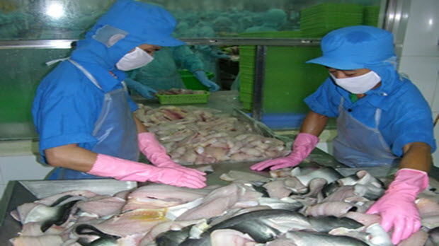  Giá cá tra bắt đầu “phất” trở lại