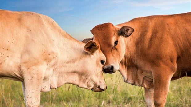 Hoàng Anh Gia Lai: Xoay nợ, nợ xoay