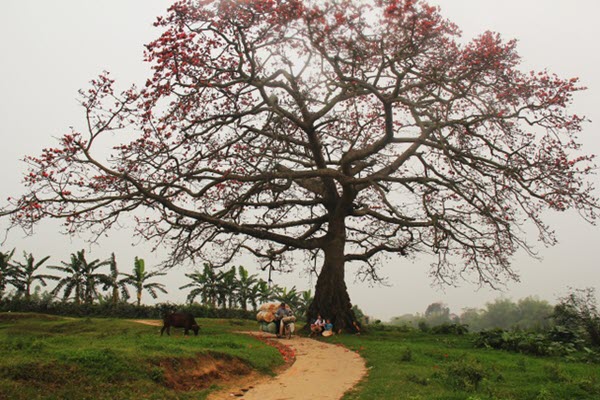 Ngẩn ngơ trước vẻ đẹp rực rỡ của hoa gạo tháng Ba