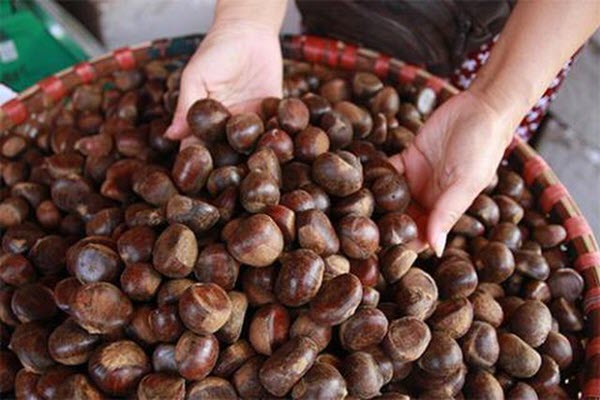 Hạt dẻ Trung Quốc gắn mác hạt dẻ Sa Pa: Sự thật gây sốc