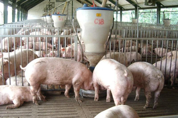 Gần Tết, giá thịt heo tiếp tục tăng lên “nóc nhà“