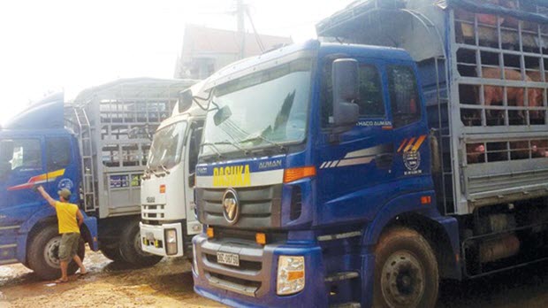 Thương lái Trung Quốc “lật kèo”, người nuôi lợn lao đao