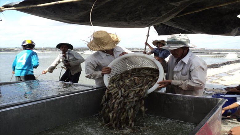 Nông, thủy sản “hụt” hàng tỉ USD