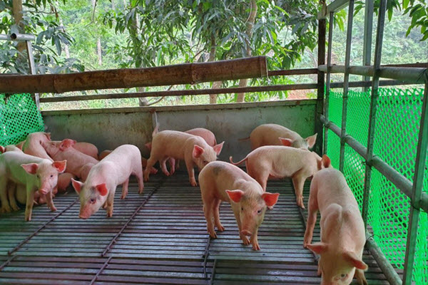 Hiếm như lợn con
